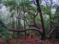 Tsitsikamma Hiking Trail