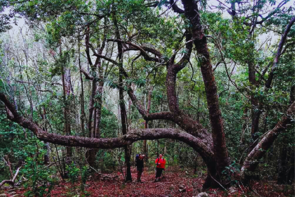 Tsitsikamma Hiking Trail