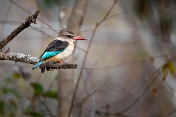 Leshiba Wilderness Hiking Trails