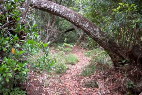 Harkerville Coastal Hiking Trail