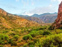 The Leopard Trail