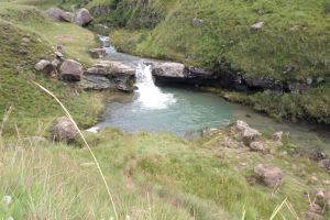 Cedric's Pool