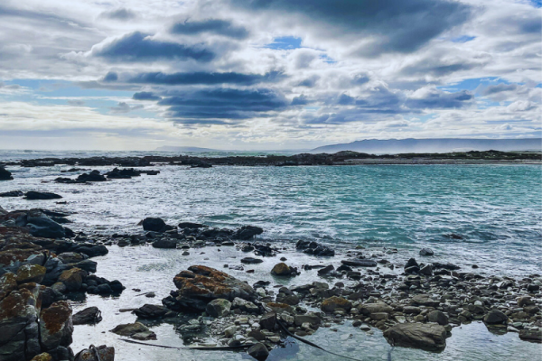 Walk with Whales