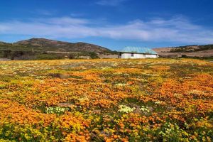 Namaqua Flower Hunt Hiking Trail