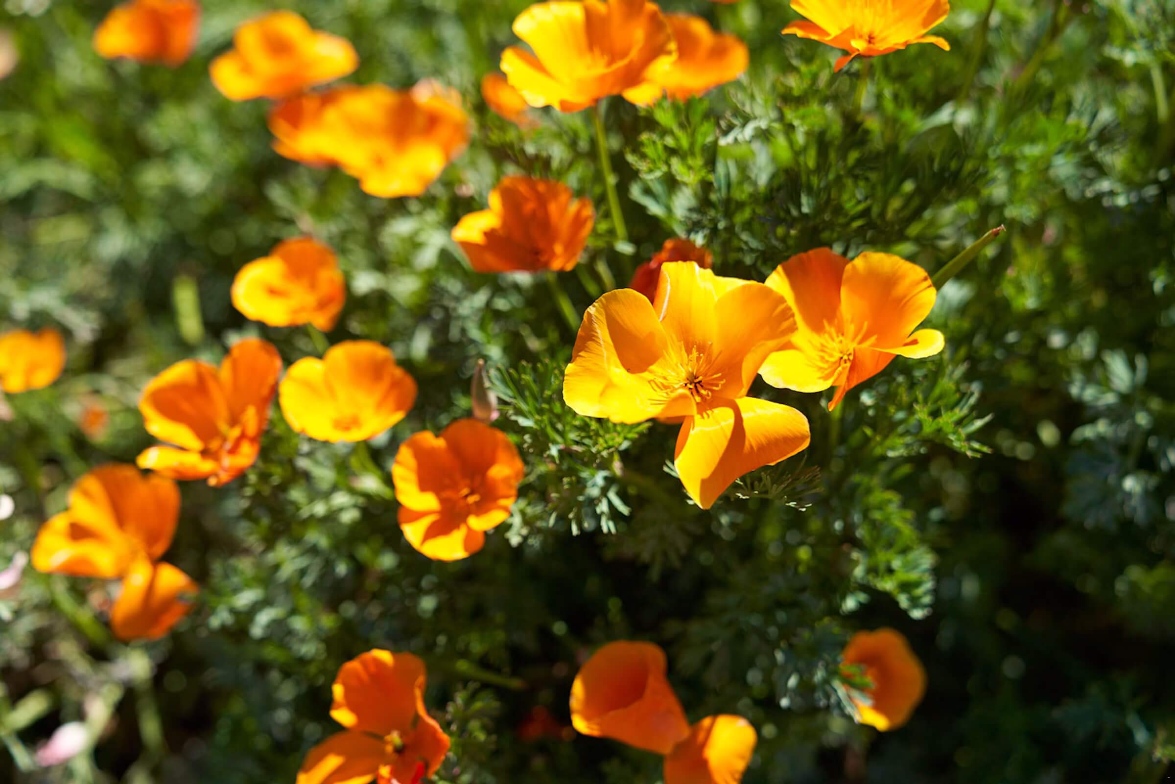 Namaqua Flower Hunt Hiking Trail