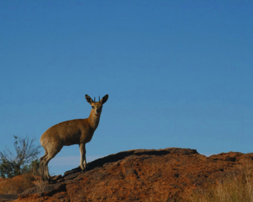 Klipspringer Hiking Trail