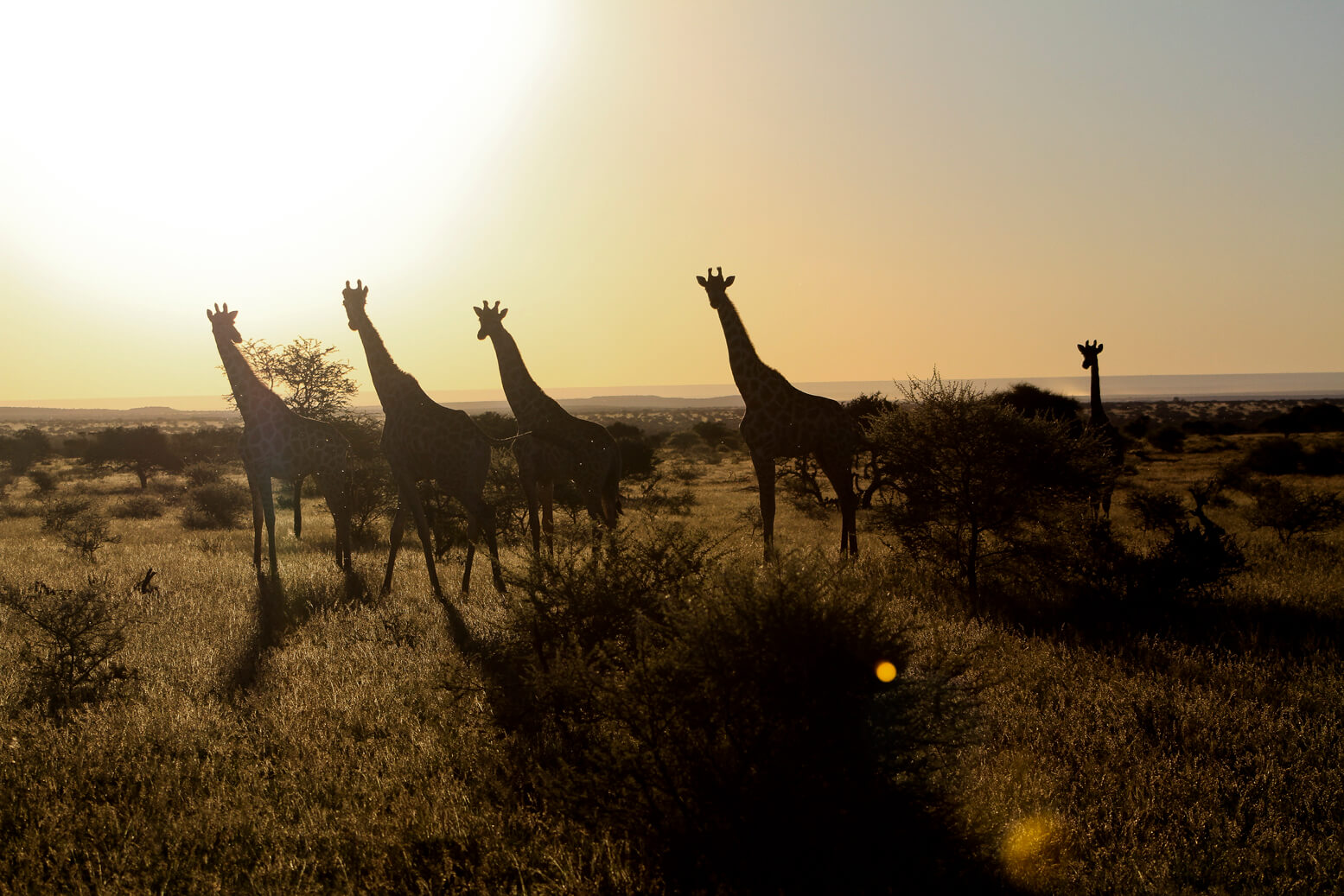 Mokala National Park
