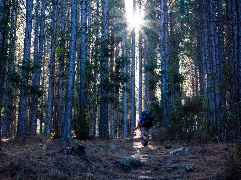 Outeniqua Hiking Trail