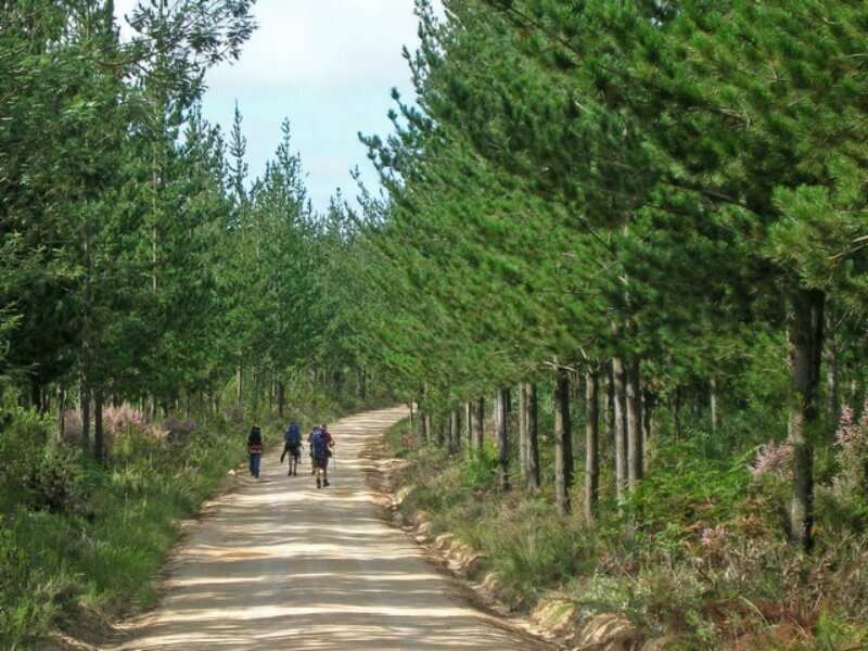 Outeniqua Hiking Trail