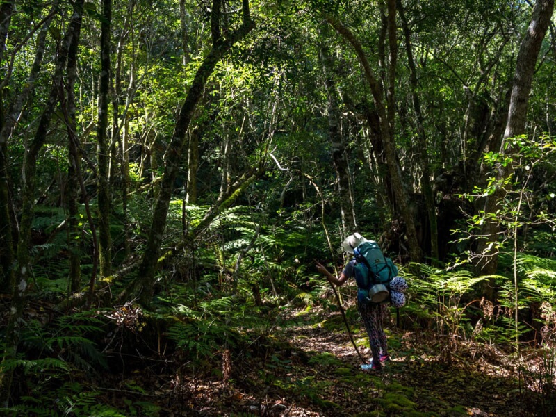 Outeniqua Hiking Trail