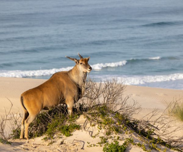 De Hoop Trail — Vlei to Whales