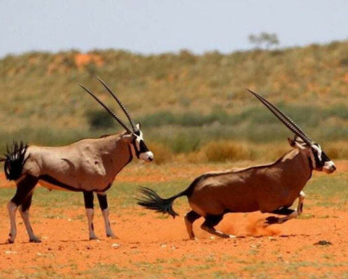 Kalahari Hiking Traverse