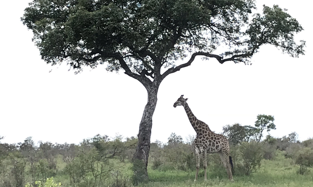 Mathikithi Wilderness Trail