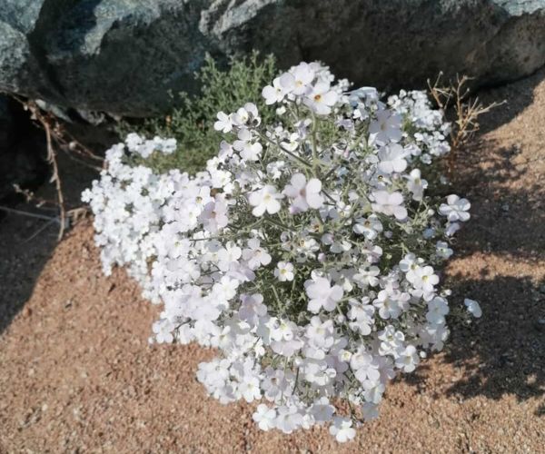 Richtersveld Hike