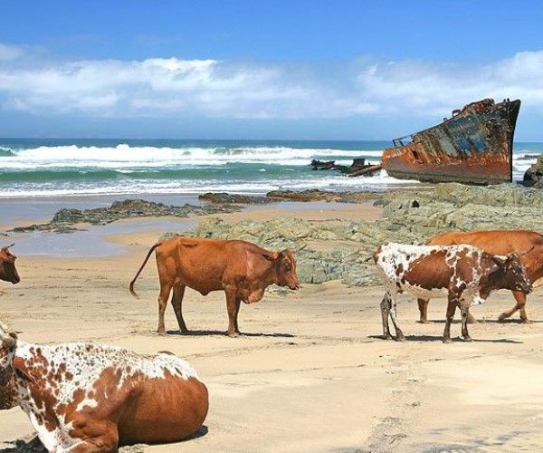 Wild Coast Amble
