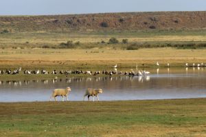 Karoo Gariep Conservancy