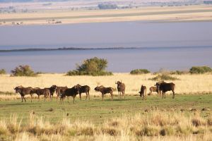 Erfenis Dam Nature Reserve