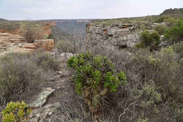 Oorlogskloof Rock Pigeon Trial
