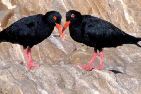 Oystercatcher Trail
