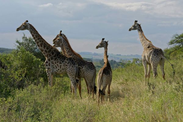 Tala Game Reserve