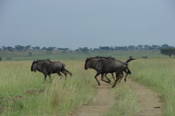 Bonamanzi Game Reserve