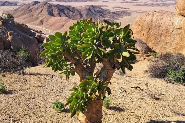 Richtersveld Hiking Tour