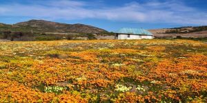 Namaqua Flower Hunt Hiking Trail