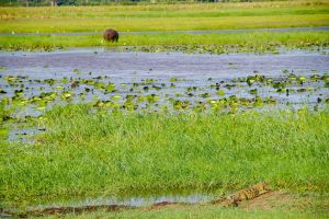 Bwabwata National Park