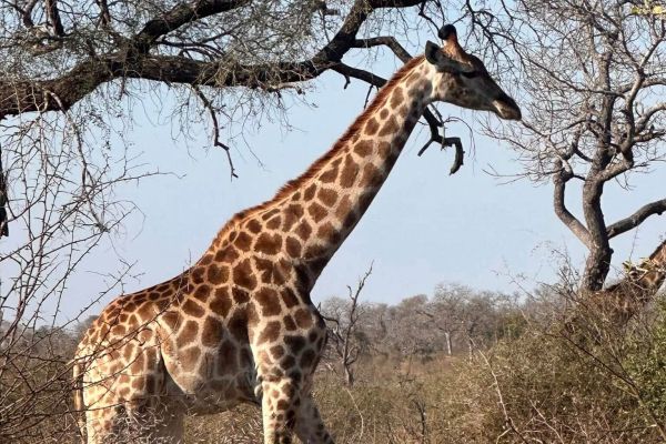 Mahushe Shongwe Game Reserve