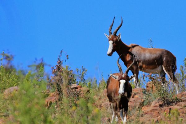 Moreleta Kloof Nature Reserve