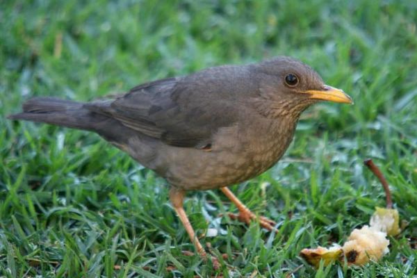 Abe Bailey Nature Reserve - Karoo Thrush