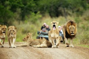 Thanda Safari Private Game Reserve