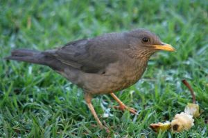 Abe Bailey Nature Reserve - Karoo Thrush