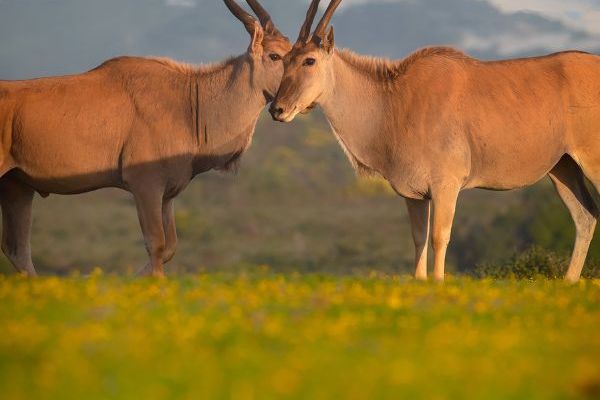 De Hoop Trail — Vlei to Whales