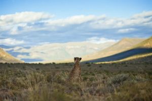 Samara Karoo Reserve