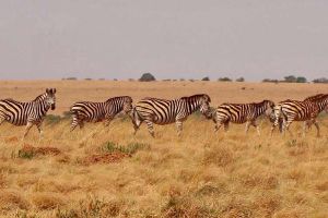 Faan Meintjies Nature Reserve