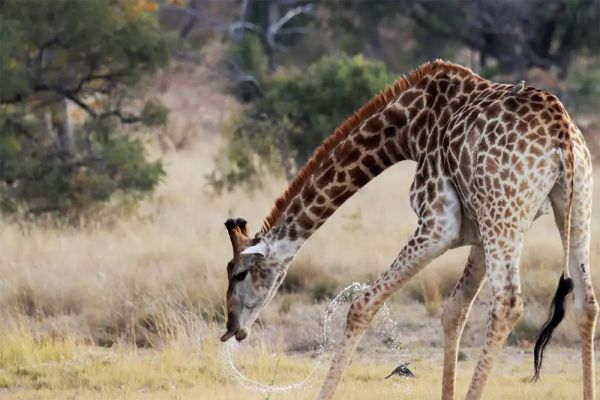 Lindani Game & Lodges
