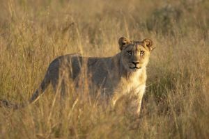 Black Rhino Game Reserve