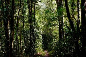 Portland Camino