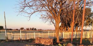 The Peppertree
