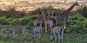 Thula Thula Private Game Reserve