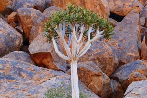 Richtersveld Hiking Tour