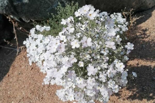 Richtersveld Hike