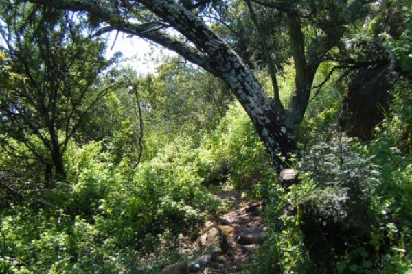 Melville Koppies Nature Reserve
