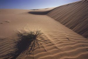 Witsand Kalahari Nature Reserve