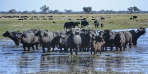 Buffalo Core Area