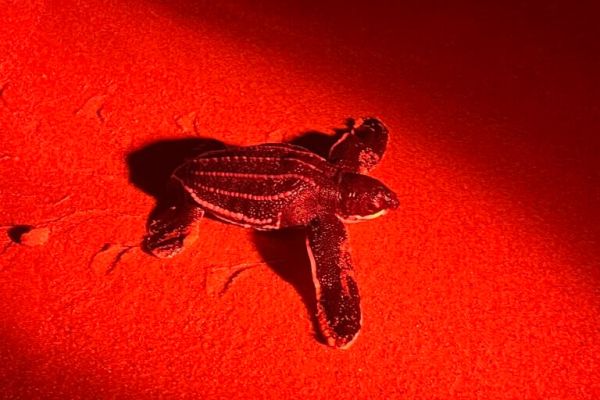 Kosi Bay — A Prime Turtle Nesting Ground