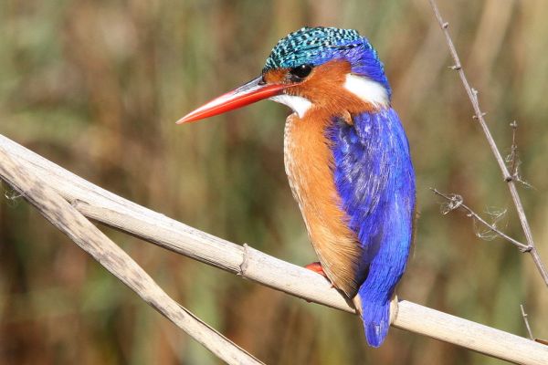 Marievale Bird Sanctuary - Giant Kingfisher