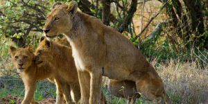 Kruger National Park