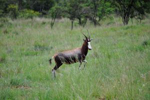Somabula Nature Reserve